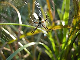 花園蜘蛛,web,蜘蛛