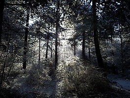 景观,树木,雪
