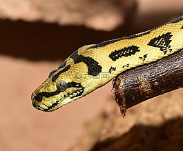 蛇,爬行動物,動物世界