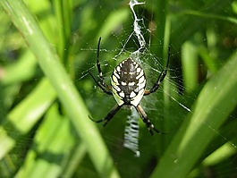 花園蜘蛛,蜘蛛,web