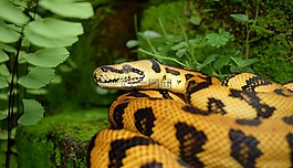 蛇,爬行動物,動物世界