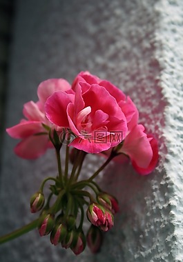 天竺葵,鮮花,性質(zhì)