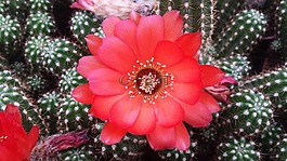 仙人掌,绽放,仙人掌花