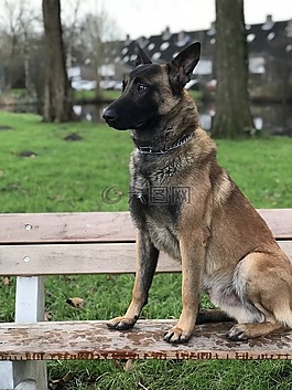 狗,哺乳動物,動物王國