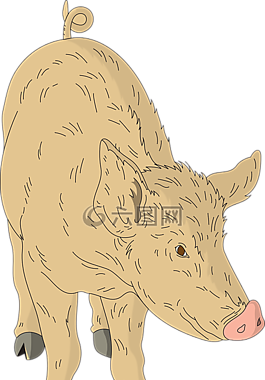 谷倉,豬,動(dòng)物