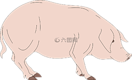 谷倉(cāng),豬,側(cè)