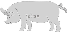 豬,動物,尾巴
