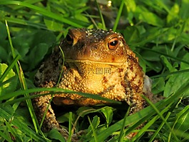 蟾蜍,蜮,兩棲動物