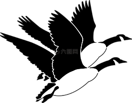 鵝,鳥,飛行
