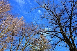 树,树的顶部,枝杈
