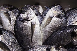 魚,捕魚,芳