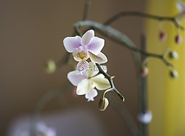 花,植物區(qū)系,自然