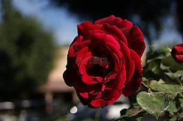 花的,玫瑰,顏色