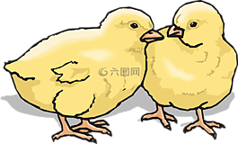 小雞,嬰兒,雞