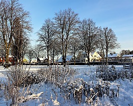 樹,冬天,雪