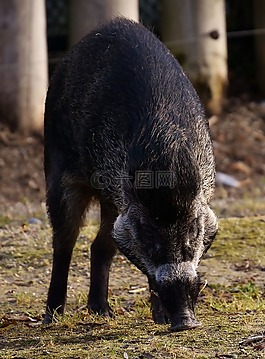 公豬,野生動物,豬