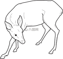 回,查看,鹿