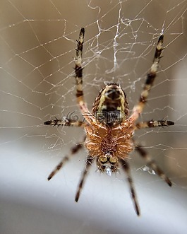 蜘蛛,自然,web