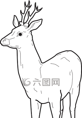鹿,森林,站在