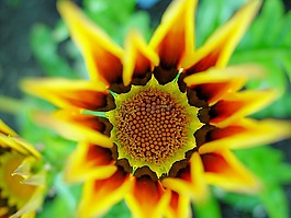 百合,花,植物