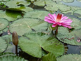蓮花,出汙泥而不染,學(xué)習(xí)
