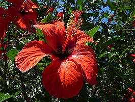 芙蓉花,花,紅色