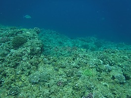 珊瑚礁,冲绳,海