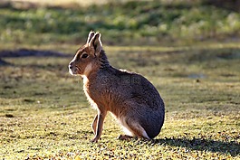 pampashase,野生動物,可愛