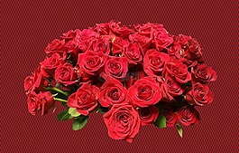玫瑰,鮮花,開花