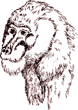 頭,臉,動(dòng)物