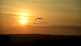 鳥,日落,對光