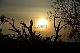 溶膠,樹枝,日落