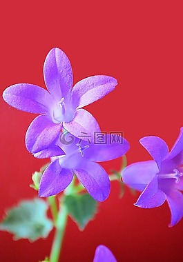 紫色花,自然,花的