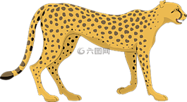 貓,獵豹,走