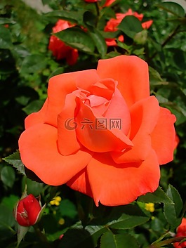紅玫瑰,玫瑰,盛開(kāi)