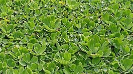 水生植物,漂浮植物,熱帶