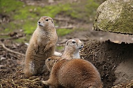 獴,動物園,使男性
