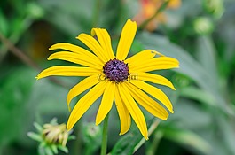 盛開,黃色,花