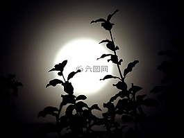 月亮,樹枝,夜