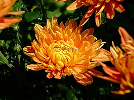 橙花,花,盛開(kāi)