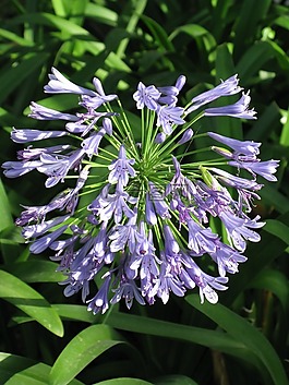 開花,藍(lán)色,性質(zhì)