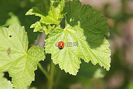 瓢蟲(chóng),蕁麻,花