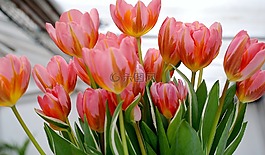 郁金香,花,自然