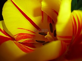 郁金香,開花,黃色