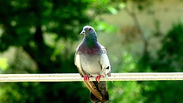 鴿子,鳥,自然