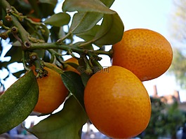 橙,水果,廠