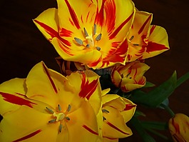 鮮花,郁金香,春天