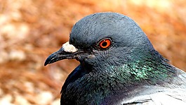 鴿子,鳥,自然