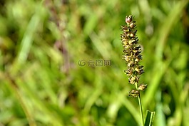 葉,荊棘,性質(zhì)