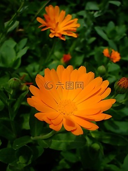 橙花,花,开花